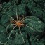 Морские пауки могут достигать гигантских размеров