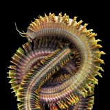 Морской червь Нереида