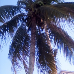 Пальма кокосовая
