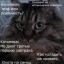 Про кота Бонапарта пишут в журнале