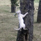 Белый глухой кот, который уже на Радуге... Мне его жаль, но он один из героев моей повести...