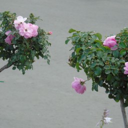 Розовые деревца