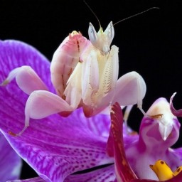 1. Орхидея любви