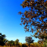 Бездонно-голубое небо над лесной полянкой