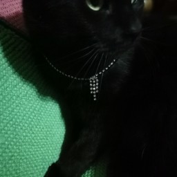 Лучшие друзья котиков - это... бриллианты
