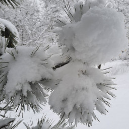 13. Сосны в снегу (Номинация "Фото")
